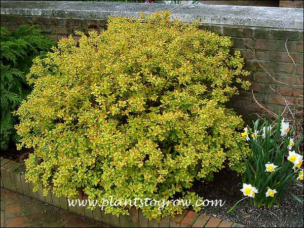 May foliage color